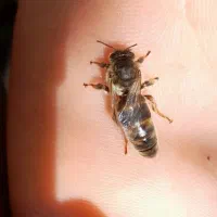 ملکه کارنیکا