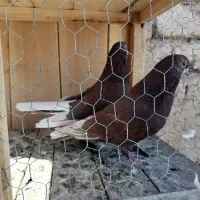 کفتر پرشی|پرنده|قم, چهل درخت|دیوار