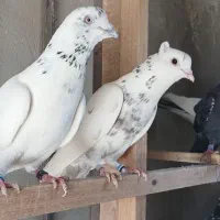 کبوتر پرشی پاکستانی