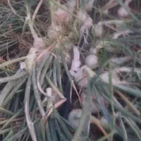 اجاره یک هکتار زمین کشاورزی بند سراجی