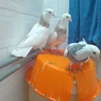 سه تاطوق بالدار|پرنده|کرمانشاه, |دیوار