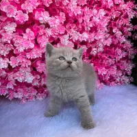 بریتیش (اسکاتیش) رنگ کم یاب لیلاک|گربه|قائم‌شهر, |دیوار