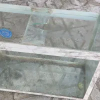 اکواریوم ماهی|ماهی|شیروان (خراسان), |دیوار