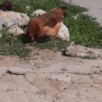 مرغ کپ