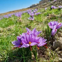 زعفران اصیل و مرغوب|خوردنی و آشامیدنی|تهران, سیروس|دیوار