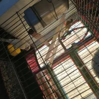 یک جفت قناری نر و ماده