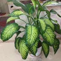 گل دفن باغی|گل و گیاه طبیعی|سقز, |دیوار