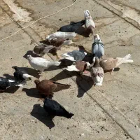 کفترای پرشی به شرط همه چی یجایی