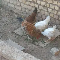 مرغ و بوقلمون