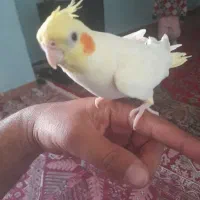 عروس هلندی یک ساله دستی و وحشی .|پرنده|باغ بهادران, |دیوار