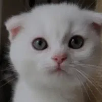 اسکاتیش بیریتیش/۲ماه/ فلد/ با اصالت گرید /خانگی