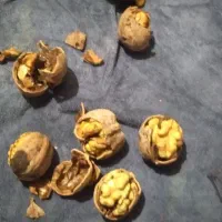 گردوی مرغوب ملابر  مغز پر وشیرین|حراج|بیستون, |دیوار