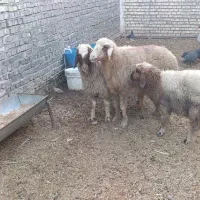گوسفند