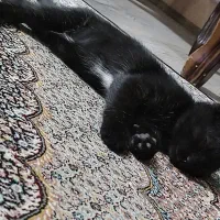 مژدگانی 10 میلیونی برای یابنده