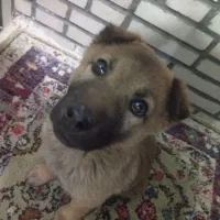 واگذاری توله سگ رایگان