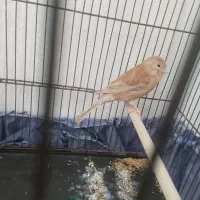 یک جفت قنا ری