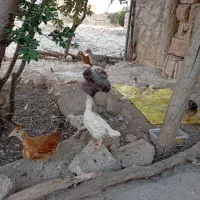 فروش جوجه  محلی