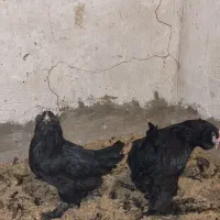 تخم نطفه دار و جوجه یک روزه مرندی|حیوانات مزرعه|بهبهان, |دیوار