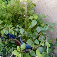 کل گیاه و درخت هفت رنگ شبدی|گل و گیاه طبیعی|شیراز, رازی|دیوار