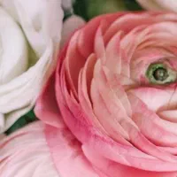 اجاره میز ناخن و تخت مژه