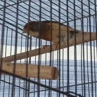 قناری نر|پرنده|شاهینشهر, شهرک گلدیس|دیوار