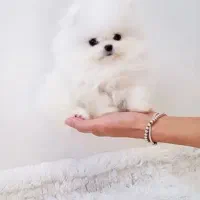 کلینیک تخصصی نژاد پودل و پامر خرسی|سگ|اصفهان, فروردین|دیوار