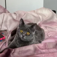 گربه اسکاتیش|گربه|پردیس, فاز ۴|دیوار