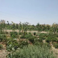 رب گوجه خانگی عالی و خوشمزه با گوجه های ارگانیک|خوردنی و آشامیدنی|تهران, خانی آباد نو جنوبی|دیوار
