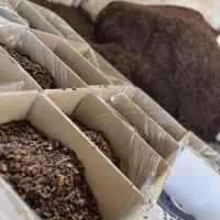 کشمش تاک|خوردنی و آشامیدنی|کاشمر, |دیوار