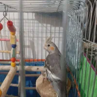 جوجه عروس هلندی ۵ماهه