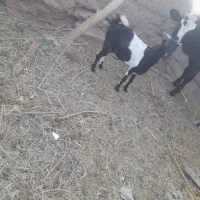 واگذاری بوز اوستن سر مای|حیوانات مزرعه|گنبکی, |دیوار