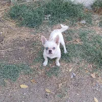 پاکوتاه شی هواوا