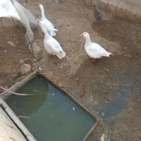 سه تا غاز|حیوانات مزرعه|رامشیر, |دیوار