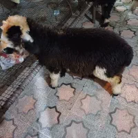 بره ماده داشتی