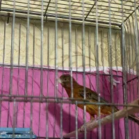 ماده قناری سرخ و شتری سرخ اماده