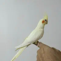 عروس هلندی و مینافوق دستی رنگ فوق زعفرونی سخنگو|پرنده|خمینیشهر, |دیوار