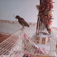 مینا