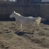 مادیان کرد فروش فوری