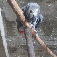 جفت کاسکو به همراه کلی قفس و لونه