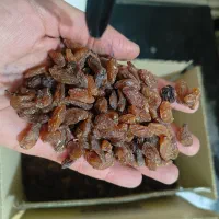 کشمش کاشمر آفتابی درجه یک|خوردنی و آشامیدنی|تبریز, |دیوار