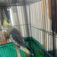 عروس هلندی ماده|پرنده|قرق, |دیوار