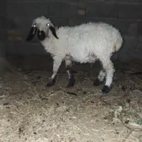 کاور جوان و چاق