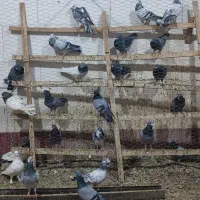 کبوتر مسافتی|پرنده|میانه, |دیوار