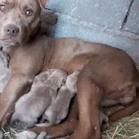 سه عدد توله ماده پیتبول امریکن نژاد دار