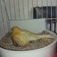 قناری.کوتوله