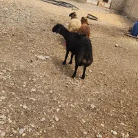 یک قوچ غره غزل درجه یک  تمام عیار