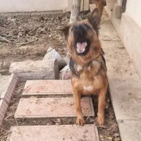 یک ژرمن ماده استثنایی|سگ|ماهدشت, |دیوار