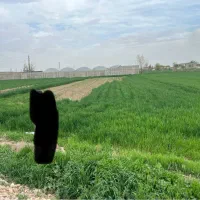 کودمرغی