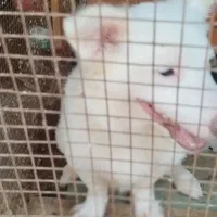 دو عدد سگ پشمی شیتزو ،اشپیز|سگ|بندرعباس, |دیوار