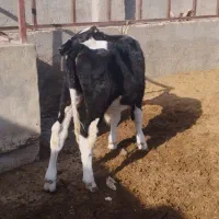 فروش انواع گوساله نر کوچک و بزرگ|حیوانات مزرعه|کرباسک, |دیوار